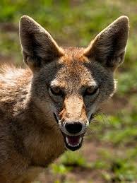 There are some other members of the canidae family that people sometimes refer to as jackals, but there are only four true species. A Close Up Portrait Of A Golden Jackal Serengeti National Park Serengeti National Park Jackal Serengeti