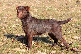 Patterdale Or Border Terrier Which Is The Quieter Of The Two Breeds Pets4homes