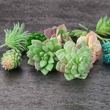 Check spelling or type a new query. Buy Fepito 15 Pcs Artificial Succulent Plants Green Unpotted Faux Flower Succulents Mini Echeveria Picks Bulk Stems For Home Indoor Fairy Garden Decorations Online In Taiwan B07f1vh6yk
