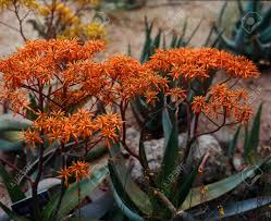 We did not find results for: Red Flowers Of Aloe Vera Plant In Arizona Stock Photo Picture And Royalty Free Image Image 153446507