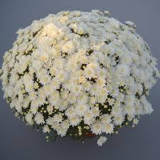 Photo about chrysanthemum white flower. Bridal White Garden Mum
