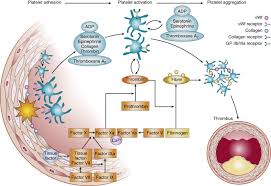 Image result for Myocardial Infarction Stabilization