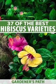 37 Of The Best Hibiscus Varieties Gardener S Path Hibiscus Garden Hibiscus Plant Hibiscus