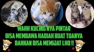 Seperti manusia, ada yang lebih pintar menunjukan perasaannya dan ada juga yang tidak. Tanda Kucing Sayang Sama Kita Youtube