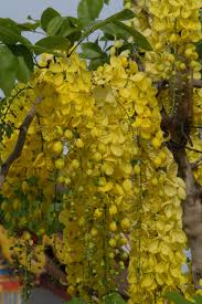 Gold Shower Tree Cassia Fistula 12 15 Cold Sensitive Pink Flowering Trees Flowering Trees Florida Plants