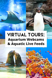 Pin On Staycations Virtual Local Travel Tips