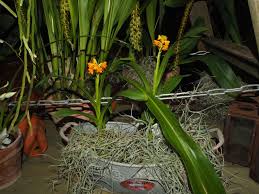 Image result for Polystachya odorata