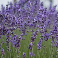 Edenbrothers.com offers hundreds of seed varieties, including the finest and freshest lavender seeds anywhere. Munstead Lavender Flower Garden Seeds 1000 Seeds Perennial Herb Gardening Seeds Lavandula Angustifolia Walmart Com Walmart Com