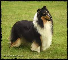 Collie Puppies Collie Puppies Rough Collie Collie