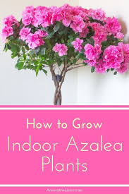 How To Grow Indoor Azalea Trees Beautiful Flowers Garden Flower Garden Care Long Blooming Perennials