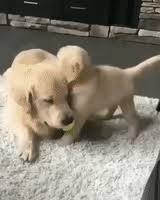 Cute Dogs Playing Gif Cute Dogs Funny Dog Pictures Kittens And Puppies