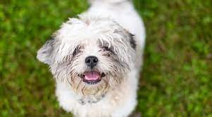 Click here to be notified when new shih tzu puppies are listed. Shih Tzu Mixes 40 Unique Shih Tzu Crossbreeds With Pictures