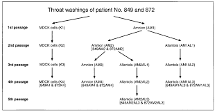 What is the meaning of throat wash? Diagram Of The Passage History Of The Influenza Viruses Used In This Download Scientific Diagram