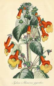 Magic Flowers A Flowering Tropical Perennial Also Known As Widow S Tears Cupid S Bower Or Hot Water Botanical Drawings Botanical Illustration Botanical Art