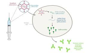 Now those bets are paying off, and not just by turning. Ad Ding Value The Science Behind Adenovirus Vector Vaccines Research America