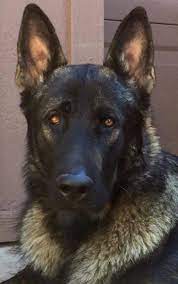 Wolfgang haus german shepherds is a breeder of old fashioned german shepherd dogs, to bring back the the shepherd the way it used to be. Ayers Legends German Shepherds Kino X Large Sable Male 12 Months German Shepherd Puppies Large German Shepherd Sable German Shepherd