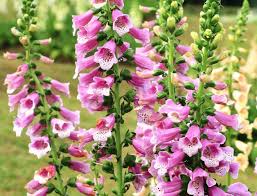 It can progress into vomiting and hinder swallowing. 23 Common Flowers That Are Poisonous For Your Pet On Sale Entirelypets