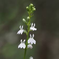Image result for Lobelia pteropoda