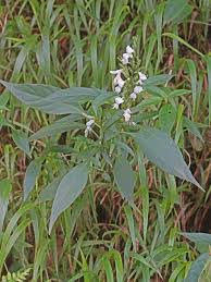 Image result for Hypoestes forskaolii