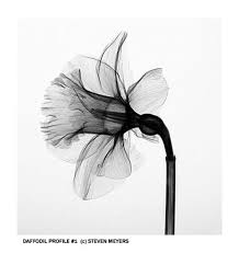 Daffodil Profile 1 Daffodil Tattoo Xray Flower Flower Drawing