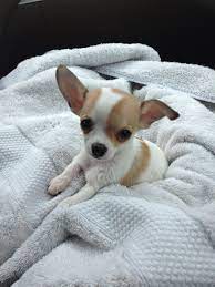 Bentley The Chihuahua Perros Bonitos Perros Chiguagua Perros Chihuahua