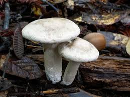 Image result for Clitopilus prunulus