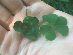 Yellow wood sorrel weed identify yellow wood sorrel weeds. How To Identify Wood Sorrel Foraging For Edible Wild Greens Good Life Revival