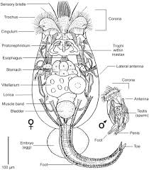Image result for Eragrostis rotifer