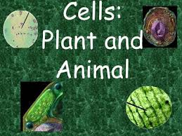 This overview of the various processes involved in energy consumption shows the important connections between the plant and animal worlds. Plant And Animal Cells Ppt Video Online Download