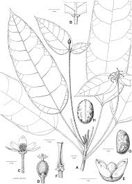 Image result for Paranecepsia alchorneifolia