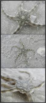 Find out here, a table showing the symbols of the state including state bird, animal, color, fish and more. Found In Estero Bay Aquatic Preserve Can You Name The Starfish Florida State Parks State Parks In Florida State Parks