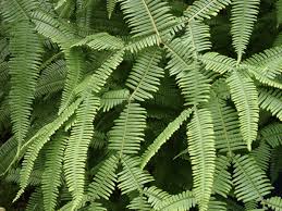 Image result for Gleicheniaceae