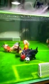 Goalll Video In 2020 Cute Fish Animals Amazing Cute Baby Animals