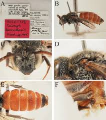 Image result for Vitellariopsis