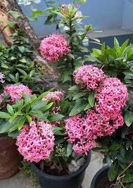 Image result for Ixora coccinea