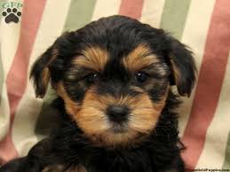 Find a morkie on gumtree, the #1 site for dogs & puppies for sale classifieds ads in the uk. Yorkie Poo Puppies For Sale