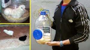 Please like and shareand please support to subscribe our channel : Diy Mini Incubator Hatching Chicken Eggs Youtube