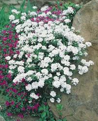 Types of spring flowers spring flowers are not just flowers. Candytuft Snowflake Iberis Sempervirens Flowers Perennials Perennials Flower Seeds