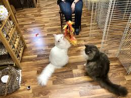 Daycare includes feeding and individual play times to ensure everyone returns home ready to snuggle! The Enchanted Cat Luxury Cat Boarding And Care Services In Illinois