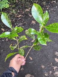 Image result for Coffea schliebenii
