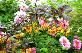 Rezultatul este un stil peisajer liber care te încântă de le primul pas dincolo de poarta de la intrare. Obiectivul Turistic Al Verii Parcul Dendrologic Viziteaza Alba Iulia