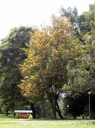 Image result for Citharexylum