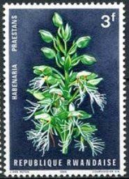 Jun 28, 2021 · 아프리카 상단에 거의 배그비제이들인데 5: Habenaria Praestans