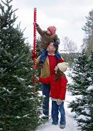 We did not find results for: Harvest Your Own Christmas Tree New Hampshire Christmas Trees