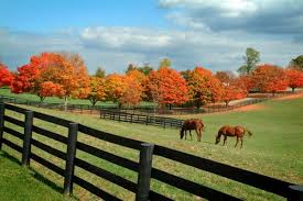 11 Reasons Why Lexington In Fall Is Heaven On Earth Kentucky Horse Farms Kentucky Farms My Old Kentucky Home