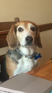 Black And Brown Beagle Puppy My Home Office Supervisor Https Ift Tt 2uy4reh In 2020 Dogs German Shepherd Puppies Training Puppy Training