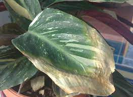 Penyebab daun calathea menggulung, kering, dan menguning. Calathea Daun Kering Dan Keriting Mengapa Daun Calathea Kering Dan Keriting Calathea Mengapa Daunnya Kering Dan Keriting Mengapa Tepi Daun Kering Di Calathea