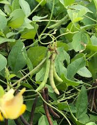 Image result for Vigna radicans