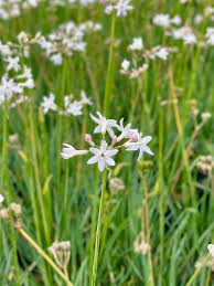 Image result for Tulbaghia friesii