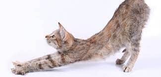 Der kleine gino ist am 13.mai 2006 geboren, also knapp 5 monate. Wenn Die Katze Rollig Ist Die Rolligkeit Bei Katzen